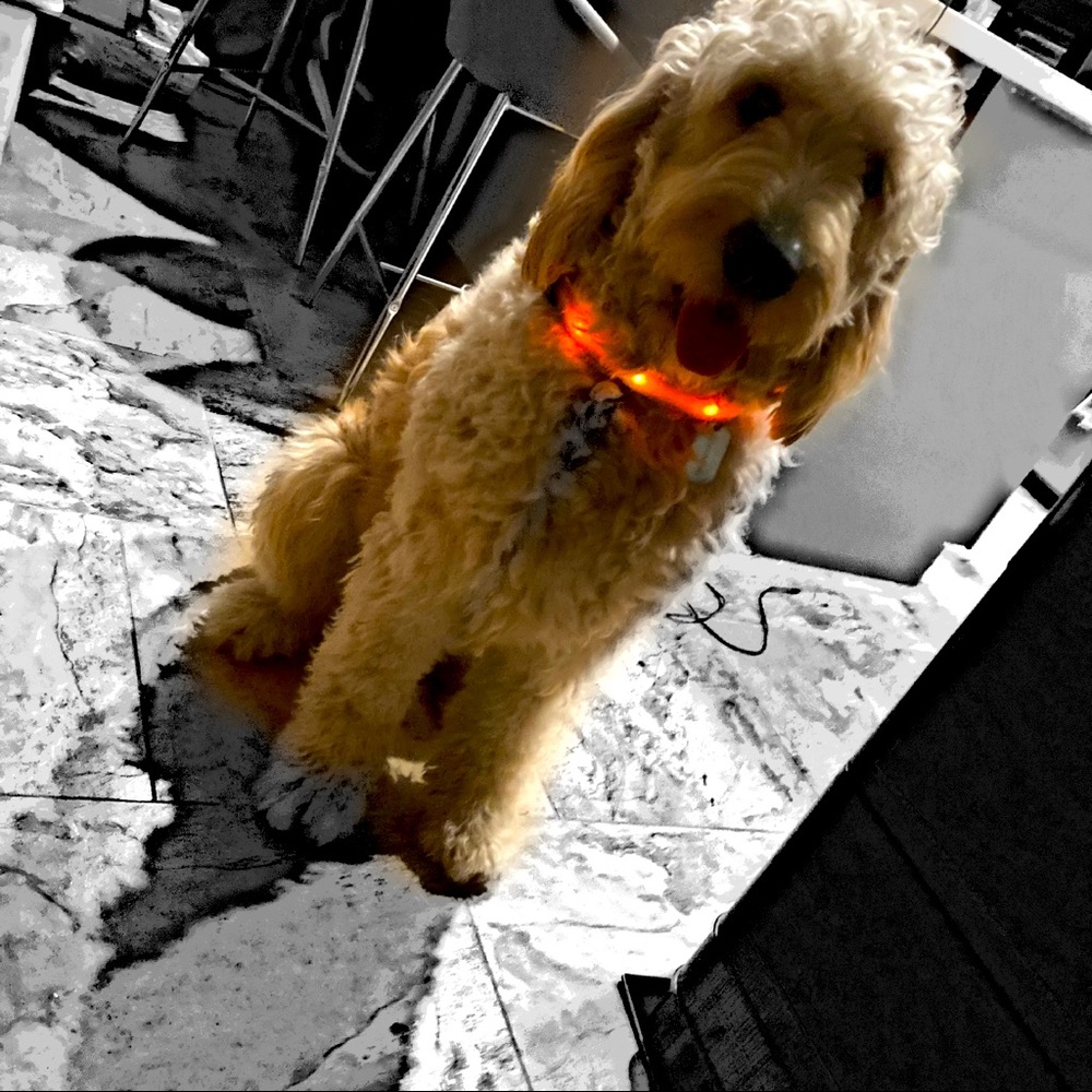 LED Night Time Safety Pet Leash